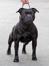 Ch Hammerstaff Karisma For Attitude (imp Ro)